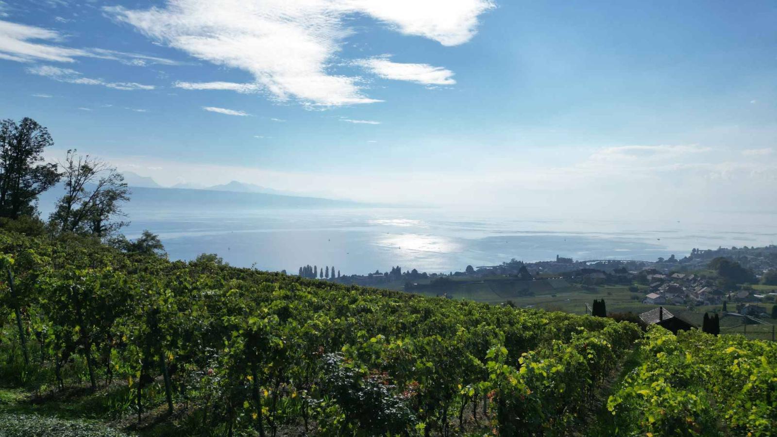 Demeure vigneronne d’exception de plus de 450 m2 avec vue imprenable