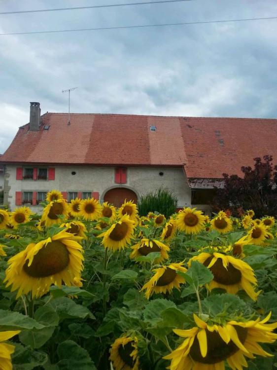 House for rent, Yvonand (Yvonand, Switzerland)